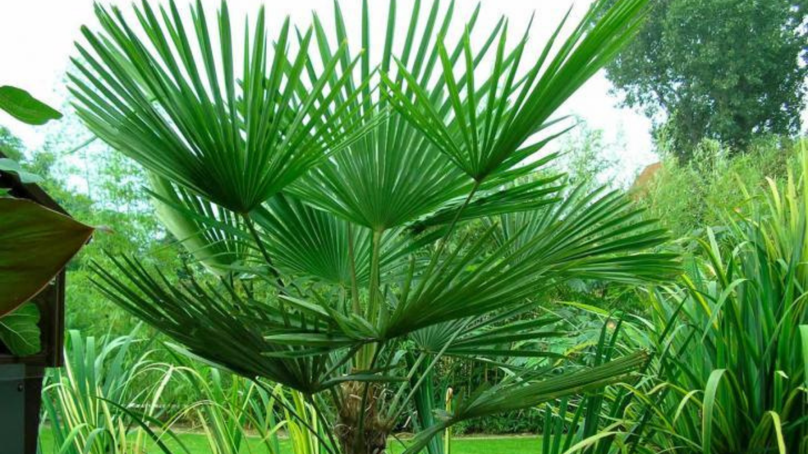 Saw Palmetto Nedir ve Faydaları Nelerdir?